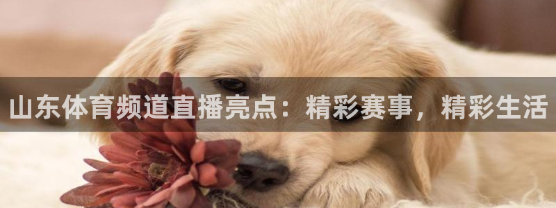 山东体育频道直播亮点：精彩赛事，精彩生活
