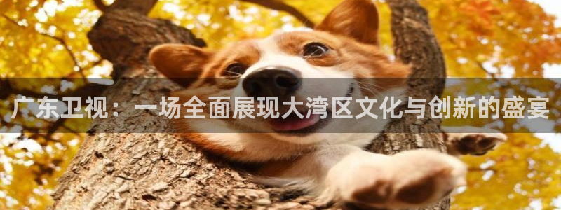 广东卫视：一场全面展现大湾区文化与创新的盛宴
